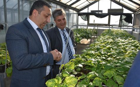 Kuzey Kıbrıs'ta(KKTC) yeni patates çeşitleri denemesi yapılıyor