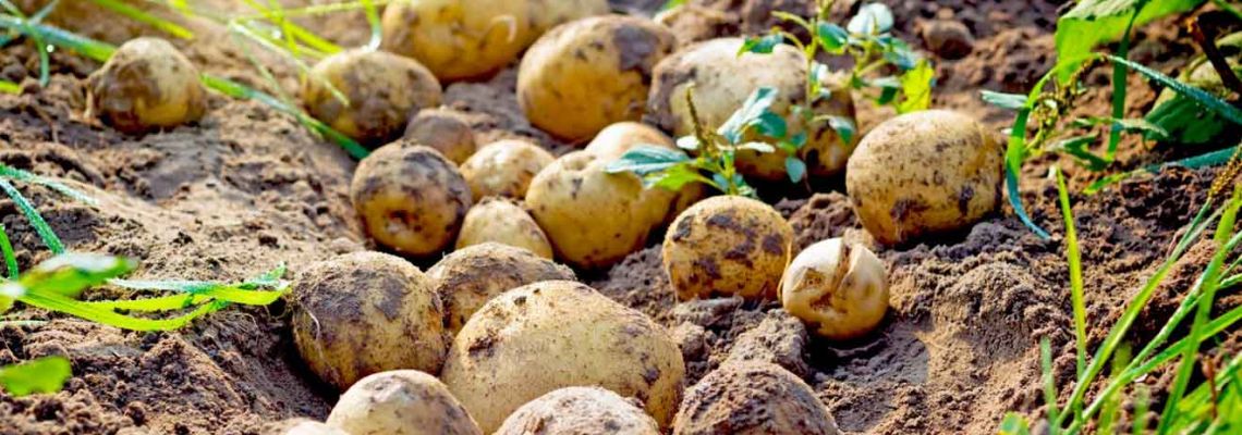 Nevşehir'de Patates çiftçisine destekleme ödemeleri hesaba yattı