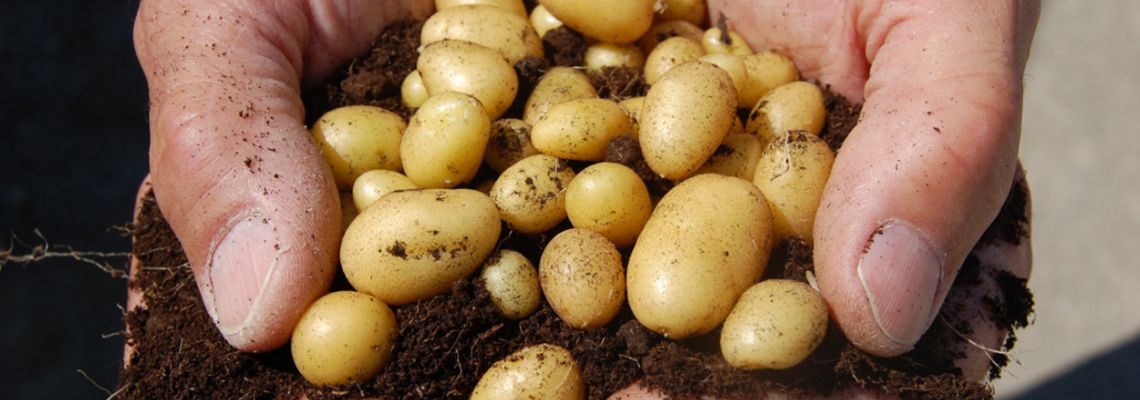 Yerli patates tohumu üretimi başlıyor