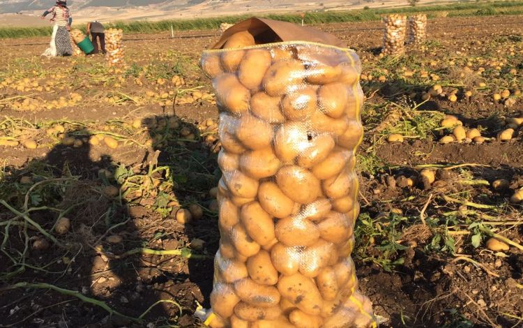 2017 Gaziantep Patates Hasat Görüntüleri