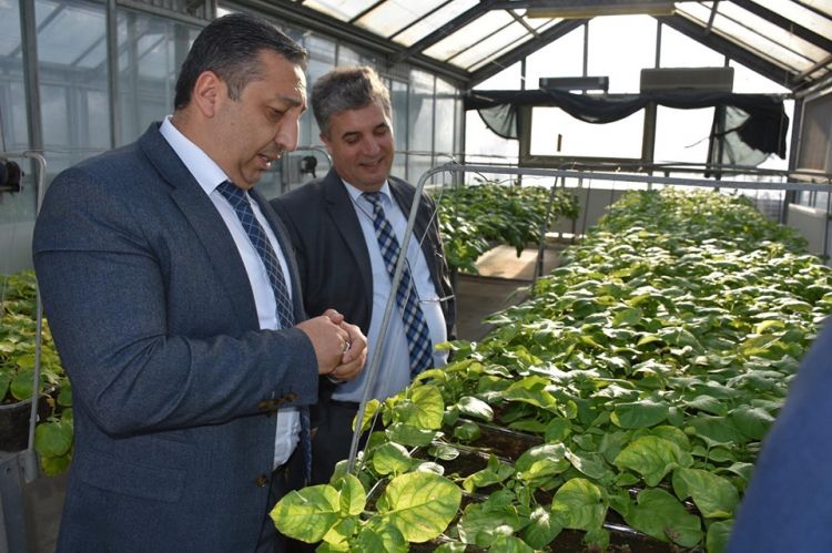 Kuzey Kıbrıs'ta(KKTC) yeni patates çeşitleri denemesi yapılıyor