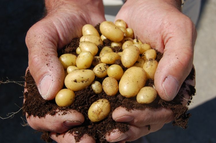 Sivas Türkiye'nin Patates Tohumu İhtiyacını Sivas Karşılıyor