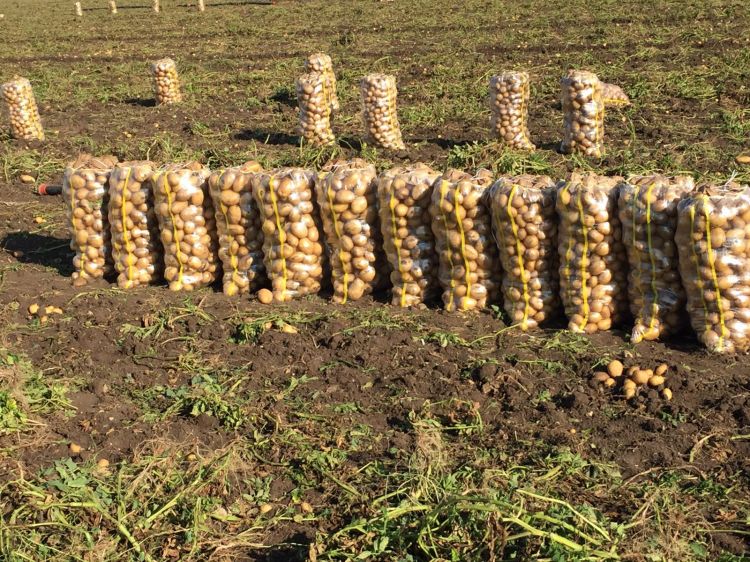Çiftçiye patates tohumu ve makine ekipman desteği müjdesi