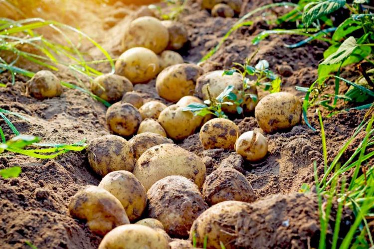 Nevşehir'de Patates çiftçisine destekleme ödemeleri hesaba yattı  