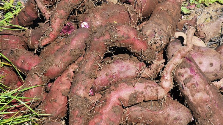 Muğla Datça'da Kırmızı Patates Mutluluğu Yaşanıyor