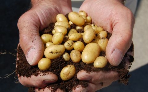 Sivas Türkiye'nin Patates Tohumu İhtiyacını Sivas Karşılıyor